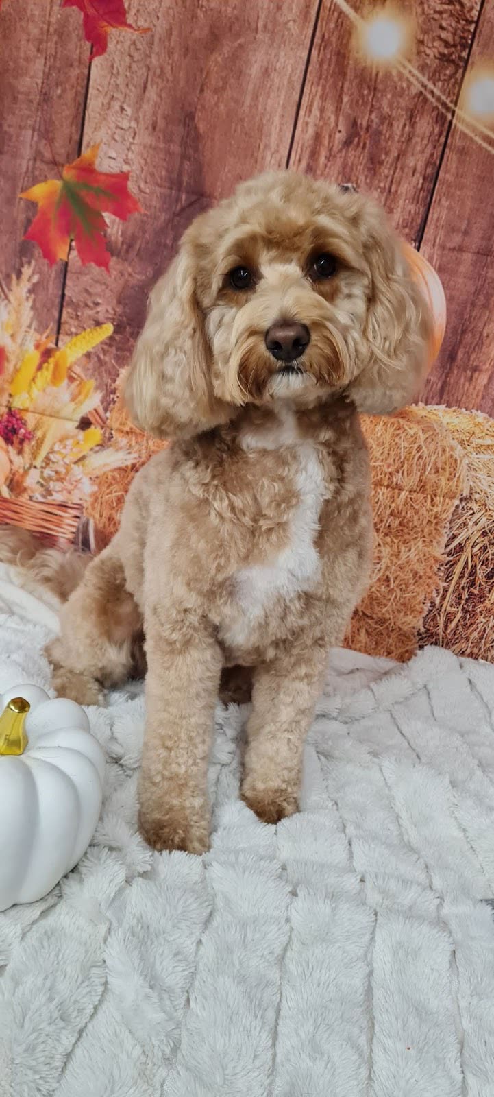 Groomed apricot cockapoo sitting in front of an autumn display of pumpkins and leaves