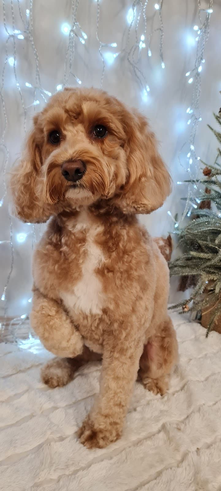 Apricot cockapoo, neatly trimmed, sitting in front of a backdrop of twinkling fairy lights