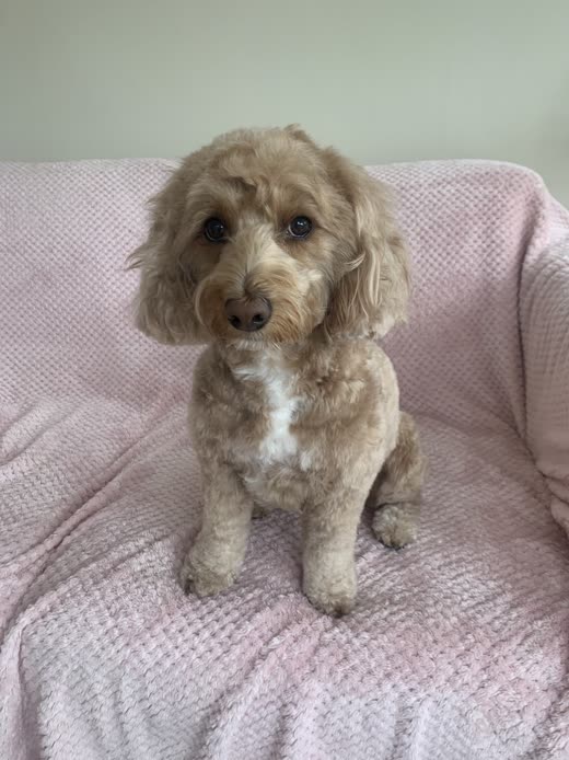 Cream cockapoo with a fluffy teddy-bear face trim sitting on a pink blanket after grooming
