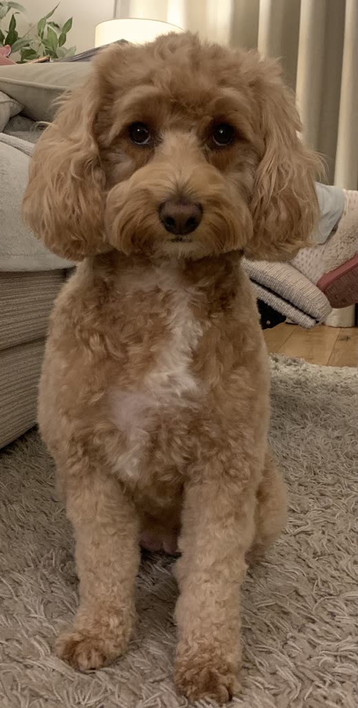 Caramel cockapoo with a rounded teddy-bear head trim sitting on a rug