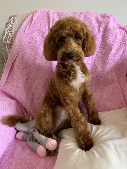 Red-brown cockapoo with a neat face trim sitting upright with a toy between its paws
