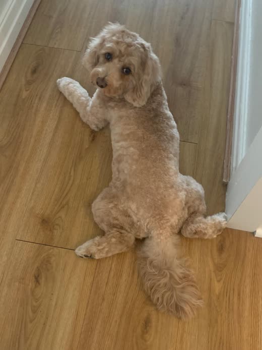 Freshly groomed apricot cockapoo standing on its hind legs against a wall