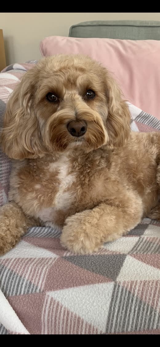 Fluffy apricot cockapoo lying on a patterned blanket, fresh from a groom (black bars top and bottom cropped off)